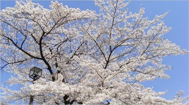 満開の桜　街灯あり2　2012.jpg